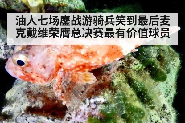 油人七场鏖战游骑兵笑到最后麦克戴维荣膺总决赛最有价值球员
